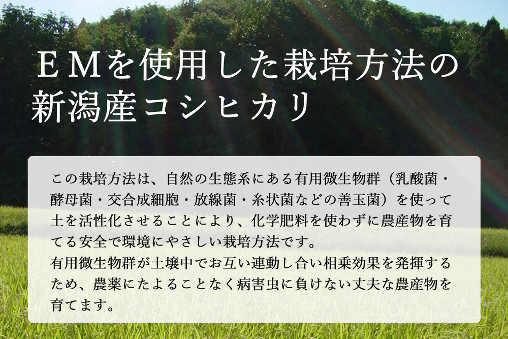 有機栽培米 新潟産コシヒカリ 5kg 有機JAS認証 令和7年産 精米 白米