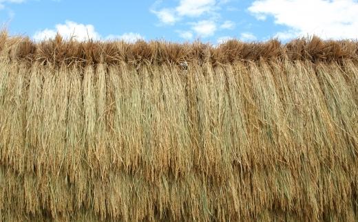 ãæ¯æå®æäŸ¿ã什åïŒå¹Žç£ãäºã€æãç±³ãã€ã¹ã¿ãŒãå³éžã倩æ¥å¹²ãéæ²Œç£ã³ã·ãã«ãªã粟米ïŒkgÃ12å