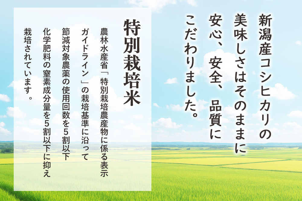特別栽培米 新潟産コシヒカリ 10kg  令和7年産 精米 白米