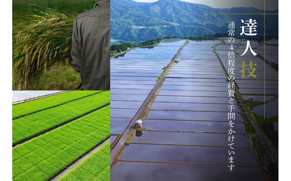 縲仙ョ壽悄萓ソ 3繝カ譛医代蝉サ、蜥7蟷エ逕」縲鷹ュ壽イシ逕」繧ウ繧キ繝偵き繝ェ 髮ェ讀ソ 10kg(5kgテ2陲) テ 3蝗 迚ケ蛻・譬ス蝓ケ邀ウ