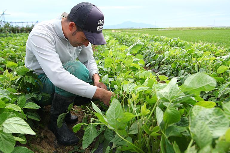 【2024年先行予約】新潟県産 朝採り 黒埼茶豆 約1.5kg《8月上旬～順次発送》