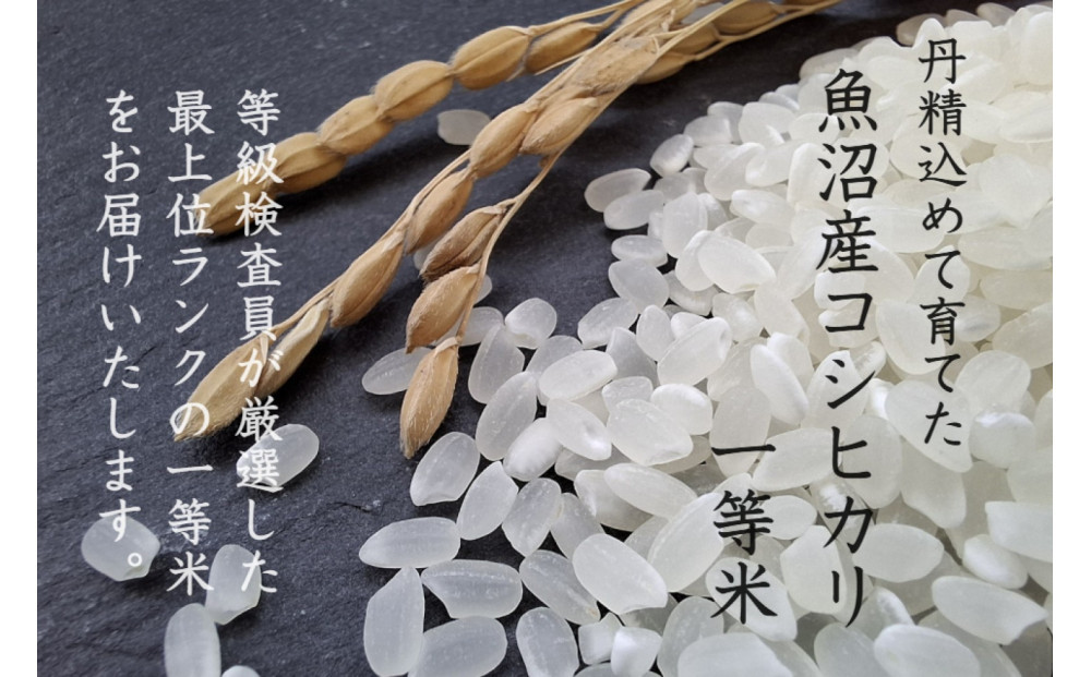 《 令和7年産  》 定期便 5kg × 6ヶ月 魚沼産コシヒカリ 一等米