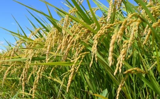 ãæ¯æå®æäŸ¿ã什åïŒå¹Žç£ãäºã€æãç±³ãã€ã¹ã¿ãŒãå³éžã倩æ¥å¹²ãéæ²Œç£ã³ã·ãã«ãªã粟米ïŒkgÃ12å