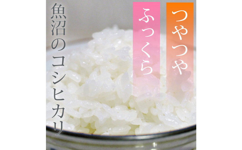 縲仙ョ壽悄萓ソ6蝗槭台サ、蜥7蟷エ逕」 譁ー貎溽恁 鬲壽イシ逕」 辟。豢礼アウ 繧ウ繧キ繝偵き繝ェ2kg 邊セ邀ウ 荳遲臥アウ 螟ゥ邉ァ