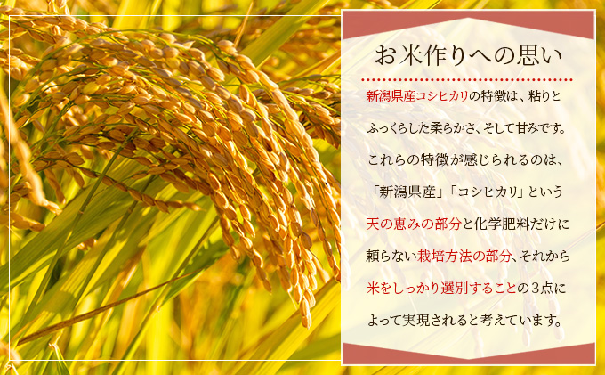 新潟産コシヒカリ精米30kg真空パック（5kg×6袋） 米 コメ こめ お米 おこめ 白米 精米 コシヒカリ こしひかり 30kg ご飯 ごはん 新潟