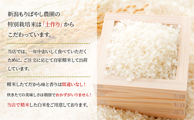 まごころ米こしいぶき10kg（白米）