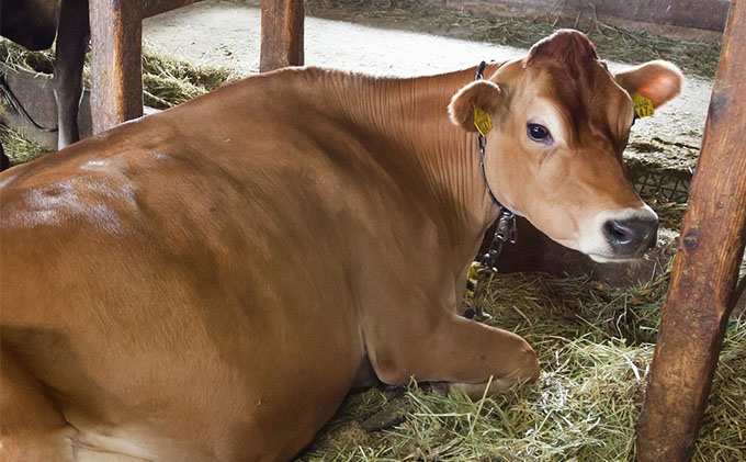 ジャージー牛の搾りたて生乳を使った濃厚な「ごとらってジェラート」食べ比べ