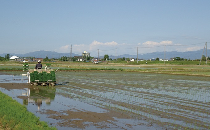 令和5年産 特別栽培米 新潟産コシヒカリ白米 10kg（5kg×2）