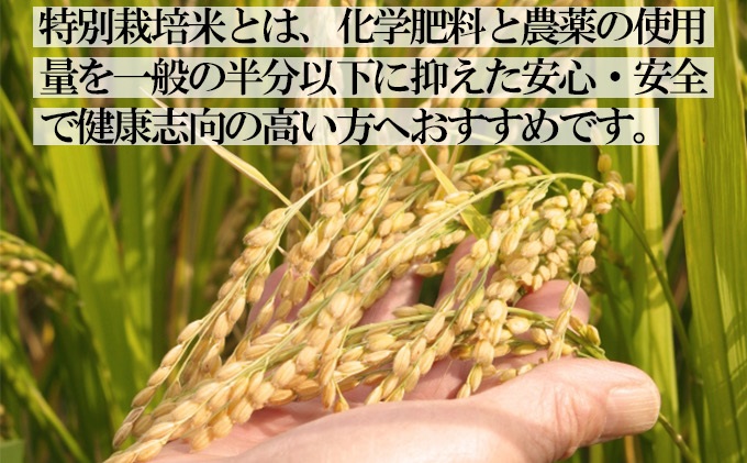 特別栽培米 新潟産コシヒカリ白米 5kg お米 こしひかり 