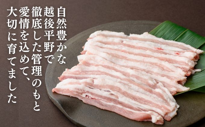 和豚もちぶた バラ しゃぶしゃぶ用 1kg （500g×2パック） セット 豚バラ もち豚 お肉 肉 豚肉 豚 しゃぶしゃぶ おかず 惣菜 朝ごはん お弁当 小分け 冷凍 新潟県 新潟