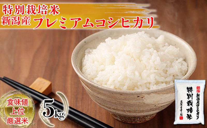 特別栽培米 新潟産コシヒカリ白米 5kg お米 こしひかり 