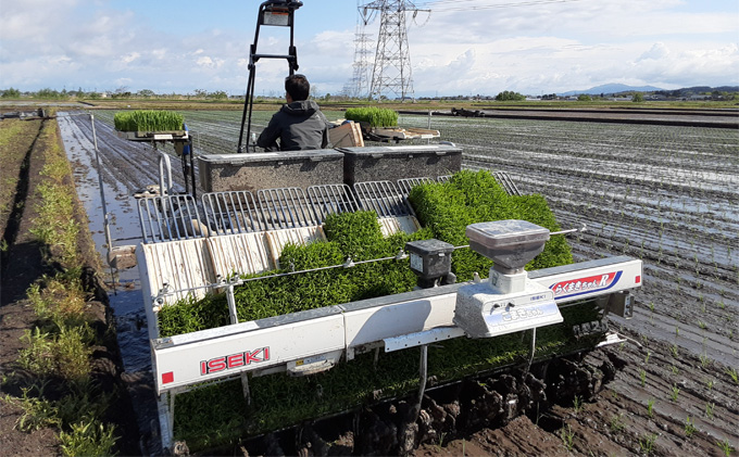 新潟県産 コシヒカリ 6kg 米 精米 白米 こめ コメ お米 おこめ こしひかり 新潟 新潟県