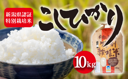 令和5年産 新潟県認証特別栽培米 コシヒカリ10kg