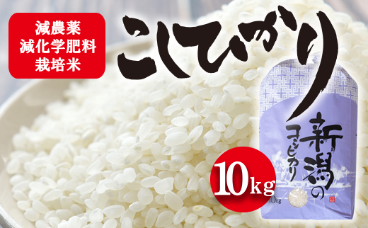 栽培期間中減農薬・減化学肥料栽培米 こしひかり10kg