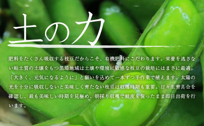 新潟県黒埼産 新潟茶豆1.5kg