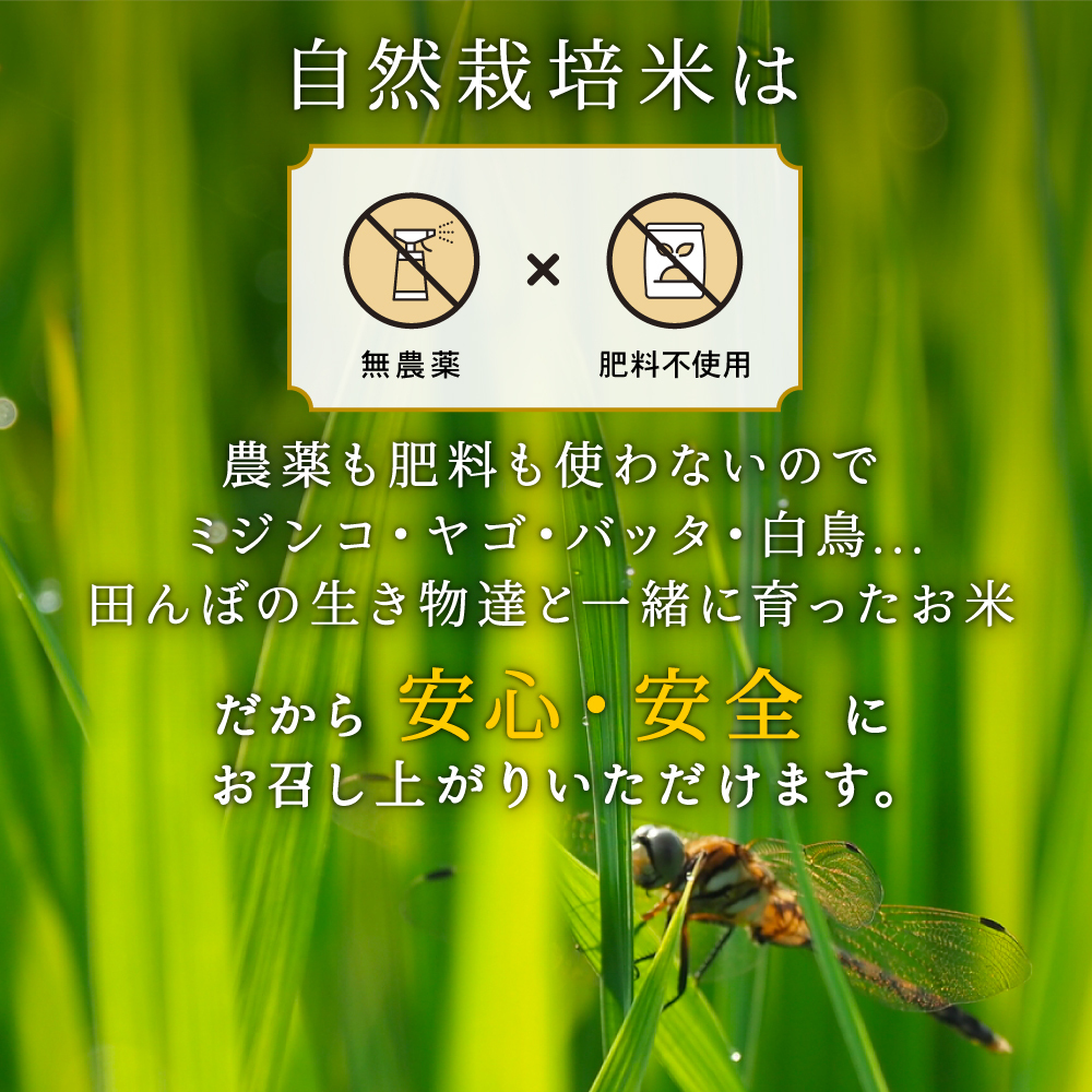 【令和5年産】宮尾農園 自然栽培米「コシヒカリ」4kg 米 令和5年 新米 お米 4kg こめ おこめ コメ 精米 コシヒカリ こしひかり セット ご飯 ごはん 白米 新潟 特別栽培米