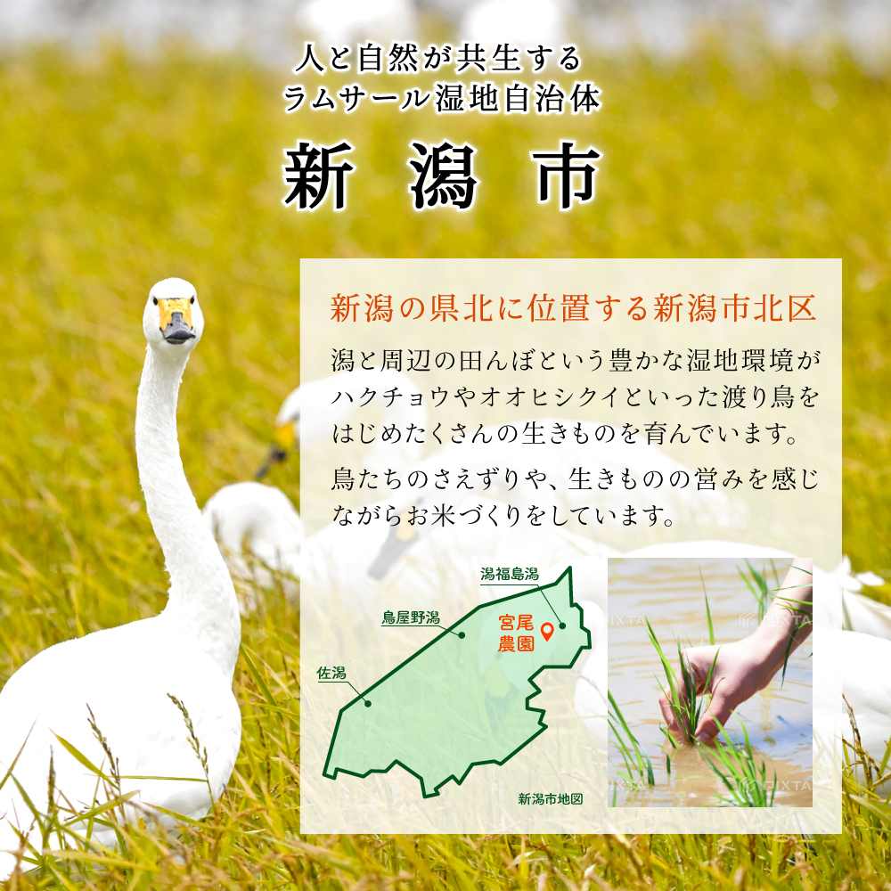 【令和5年産】宮尾農園 自然栽培米「コシヒカリ」4kg 米 令和5年 新米 お米 4kg こめ おこめ コメ 精米 コシヒカリ こしひかり セット ご飯 ごはん 白米 新潟 特別栽培米