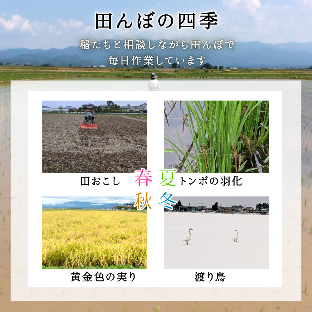 【令和5年産】宮尾農園 自然栽培米「コシヒカリ」4kg 米 令和5年 新米 お米 4kg こめ おこめ コメ 精米 コシヒカリ こしひかり セット ご飯 ごはん 白米 新潟 特別栽培米