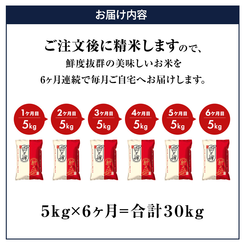 米 6ヶ月定期便  新潟 新之助 5kg 白米 精米 １等米 精米仕立てを発送致します 新潟県産 定期便 お米 5kg  こめ コメ ブランド米 6ヶ月 半年 6回 お楽しみ 