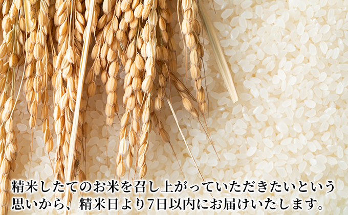 【特別栽培米】新潟産新之助 2kg×2