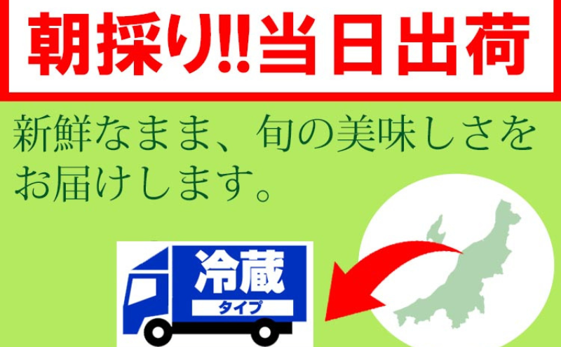 【2025年8月 2回お届け】くろさき茶豆1.2kg 2024年 先行予約 定期便 枝豆 野菜 つまみ おつまみ えだまめ エダマメ 新潟 定期 お楽しみ 2回