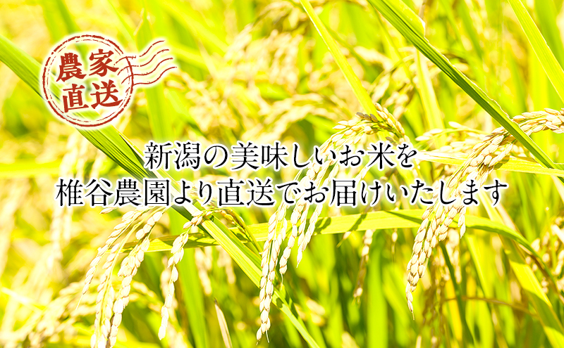 【令和６年産】新潟産 コシヒカリ精米5kg「従来品種」