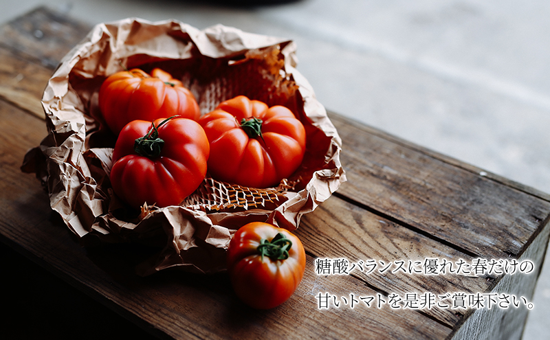 【2024年6月発送】SOGA FARM　金筋トマト 2024年 先行予約 トマト 野菜 とまと 新潟