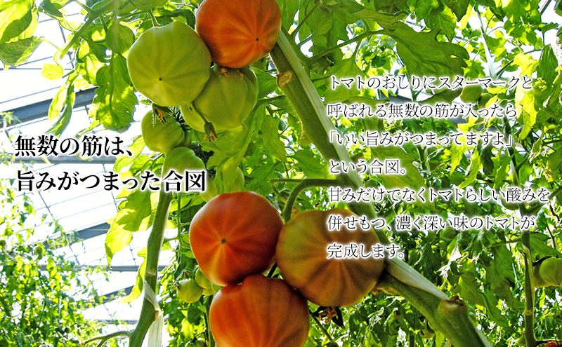 【2024年6月発送】SOGA FARM　金筋トマト 2024年 先行予約 トマト 野菜 とまと 新潟