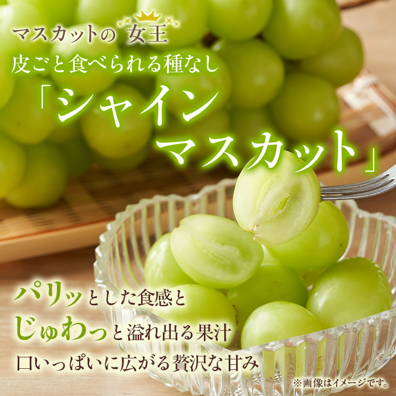 シャインマスカット 2房 約1～1.2Kg 収穫当日出荷 ぶどう フルーツ 果物 皮ごと食べられるぶどう 種なし おやつ デザート 産地直送 新潟県 新潟