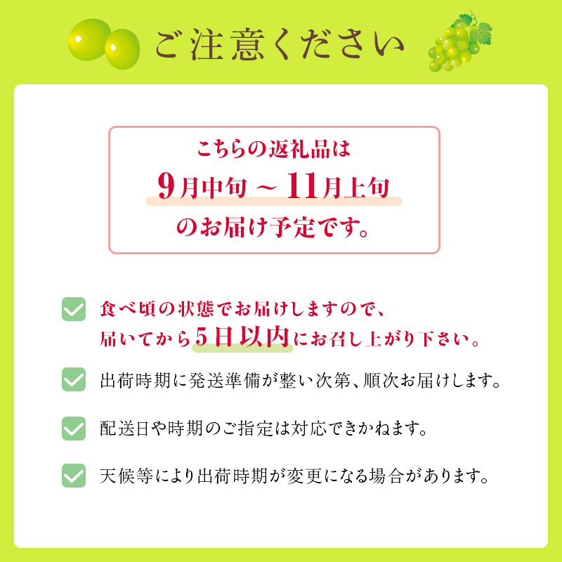 シャインマスカット 2房 約1～1.2Kg 収穫当日出荷 ぶどう フルーツ 果物 皮ごと食べられるぶどう 種なし おやつ デザート 産地直送 新潟県 新潟