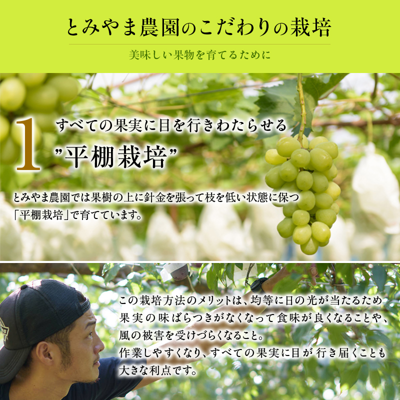 シャインマスカット 2房 約1～1.2Kg 収穫当日出荷 ぶどう フルーツ 果物 皮ごと食べられるぶどう 種なし おやつ デザート 産地直送 新潟県 新潟