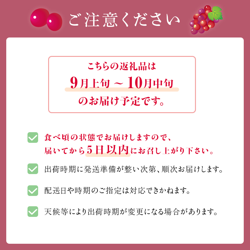 クイーンニーナ 2房 約1～1.2kg 収穫当日出荷 大粒 ぶどう フルーツ 果物 種なし おやつ デザート 新品種 希少品種 産地直送 新潟県 新潟