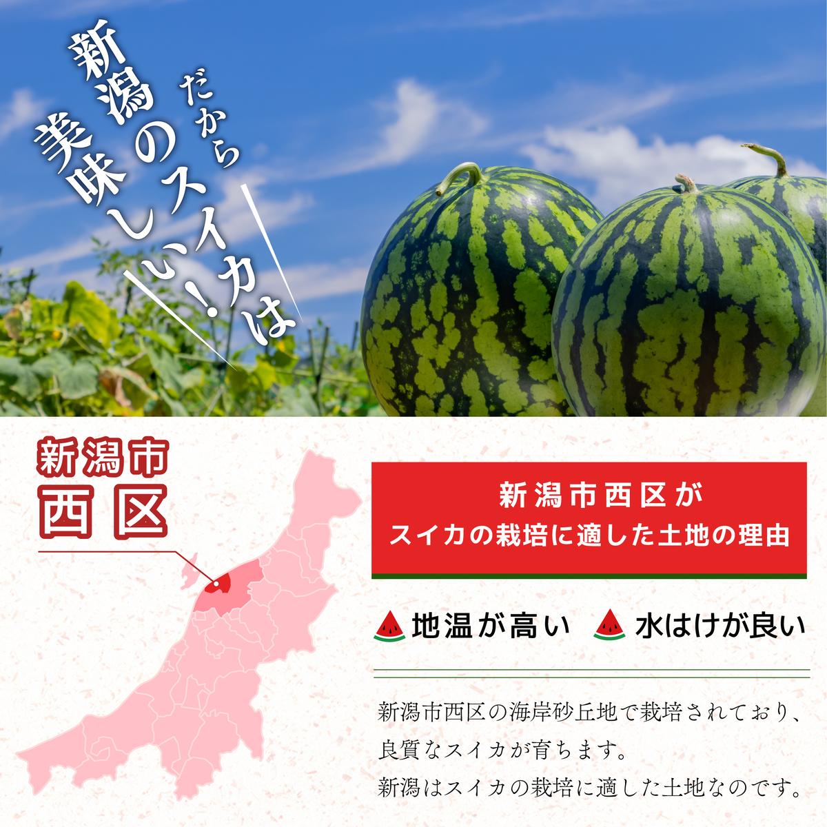 スイカ 大玉すいか （ 祭ばやし ） 秀L 2玉入り 約6～6.9kg×2玉 計12Kg以上 大玉 すいか フルーツ 果物 2玉 新潟 夏フルーツ 
