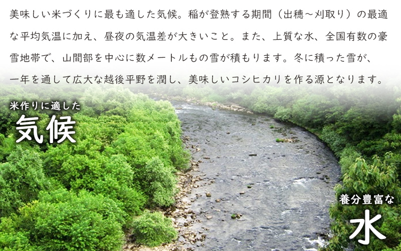 こしひかり 新潟産 コシヒカリ 5kg 毎月12回 連続でお届けします。定期便 米 お米 こめ コメ ごはん 新潟 白米 コシヒカリ ブランド米 銘柄米 お取り寄せ 産地直送