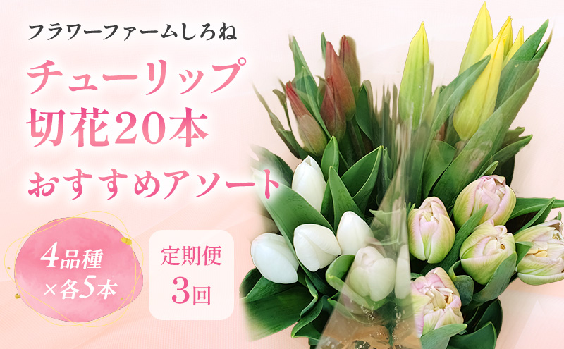 【1・2・3月定期お届け計3回】フラワーファームしろねのチューリップ切花20本おすすめアソート 花 お花 はな チューリップ 春 切り花 インテリア 新潟