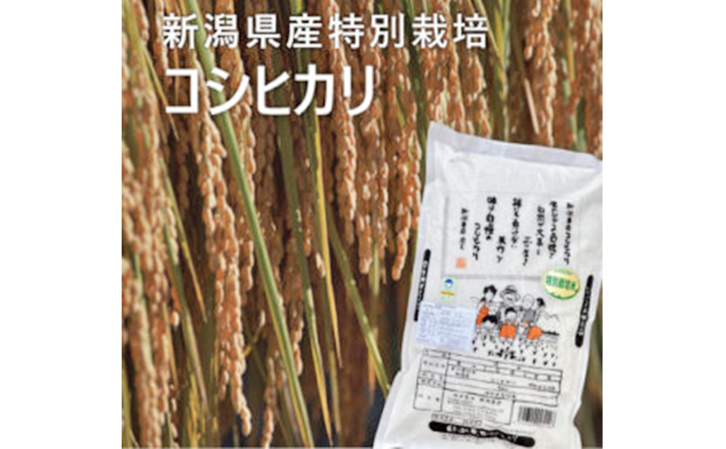 特別栽培米 新潟コシヒカリ5kg お米 こしひかり 白米 精米 米 コメ ご飯 ごはん 新潟県産