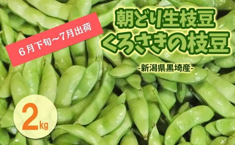 くろさきの枝豆2kg 【6月末～7月発送】 新潟県黒埼産  朝どり生枝豆