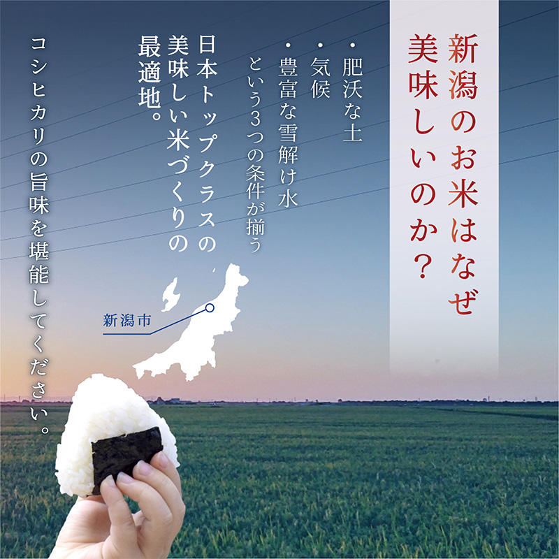 æ°æœç£ã³ã·ãã«ãª 10kg ç±³ 粟米 çœç±³ ãã ã³ã¡ ãç±³ ããã ã³ã·ãã«ãª ããã²ãã æ°æœ æ°æœç ç±³ã©ãã