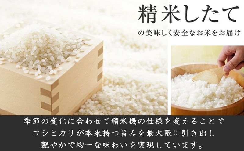 ç¹å¥æ œå¹ç±³æ°æœç£ã³ã·ãã«ãª5kg ç±³ ãç±³ ãã ã³ã¡ ãã¯ã æ°æœ çœç±³ ã³ã·ãã«ãª ãã©ã³ãç±³ éæç±³ ãåãå¯ã ç£å°çŽé