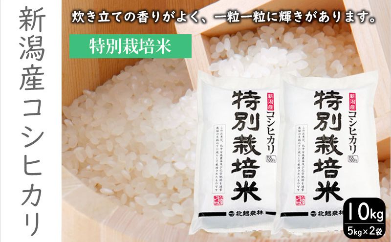 特別栽培米新潟産コシヒカリ10kg 米 お米 こめ コメ ごはん 新潟 白米 コシヒカリ ブランド米 銘柄米 お取り寄せ 産地直送