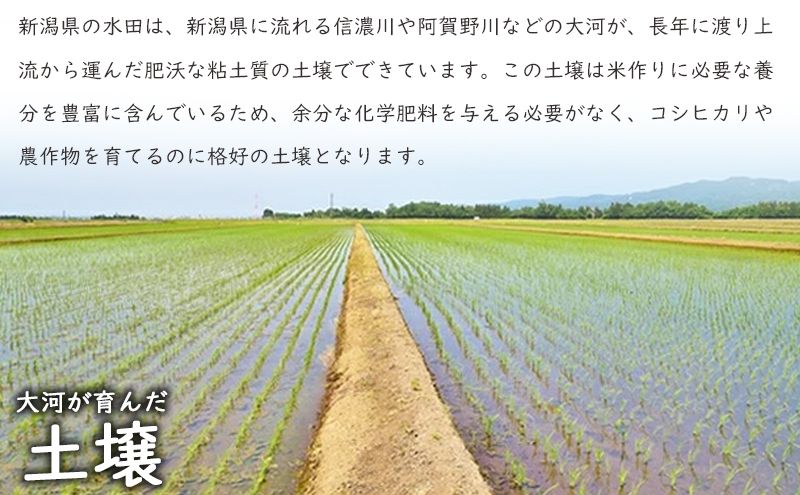 特別栽培米新潟産コシヒカリ10kg 米 お米 こめ コメ ごはん 新潟 白米 コシヒカリ ブランド米 銘柄米 お取り寄せ 産地直送