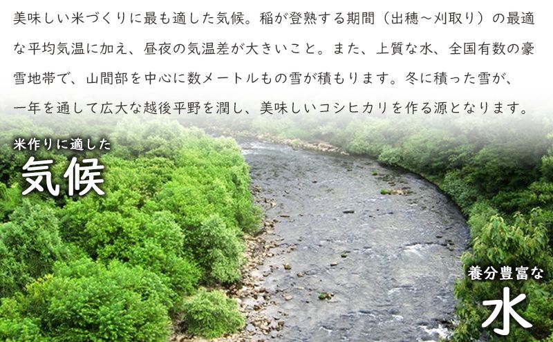 特別栽培米新潟産コシヒカリ10kg 米 お米 こめ コメ ごはん 新潟 白米 コシヒカリ ブランド米 銘柄米 お取り寄せ 産地直送