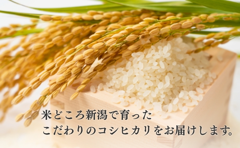 【定期便】新潟産コシヒカリ5kg×2回 米 こしひかり 定期 新潟市