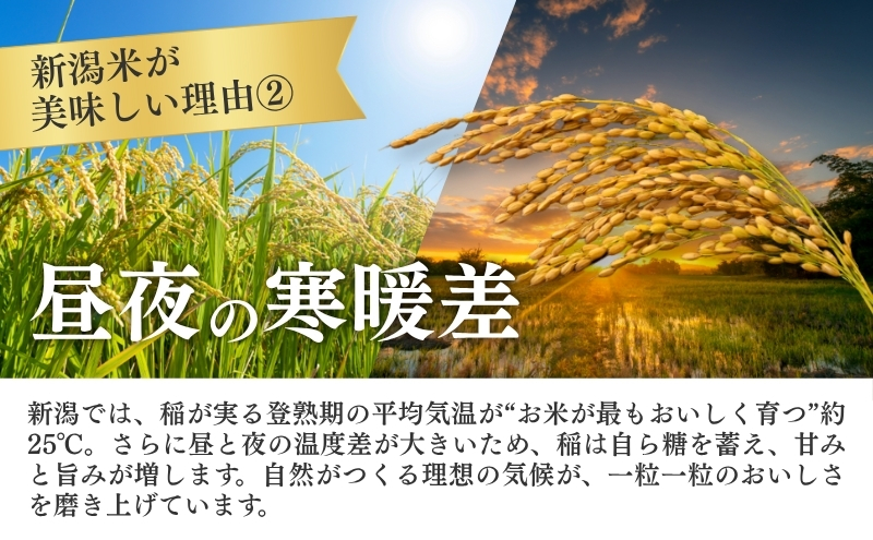 【定期便】新潟産コシヒカリ5kg×2回 米 こしひかり 定期 新潟市