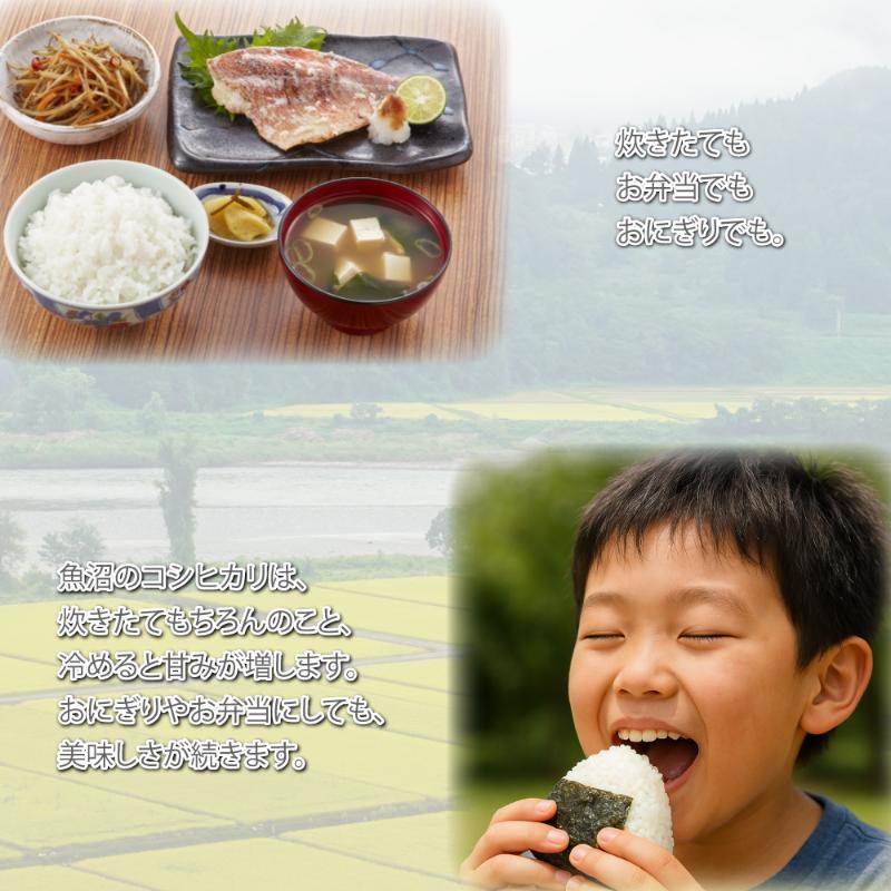 æ°æœçç£ã³ã·ãã«ãª5kgãç±³ ã³ã¡ ããã²ãã ãã©ã³ãç±³ ãåãå¯ã æ°æœåž