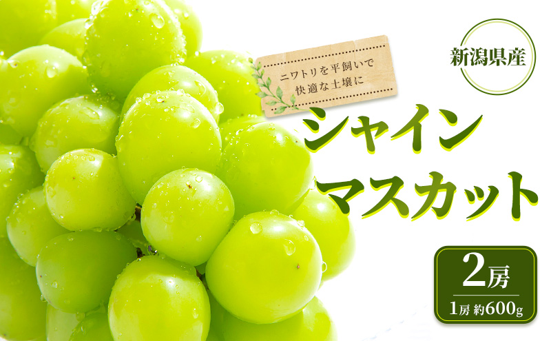 【先行受付】 新潟県産シャインマスカット 2房