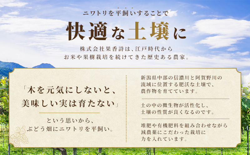 【先行受付】 新潟県産シャインマスカット 2房