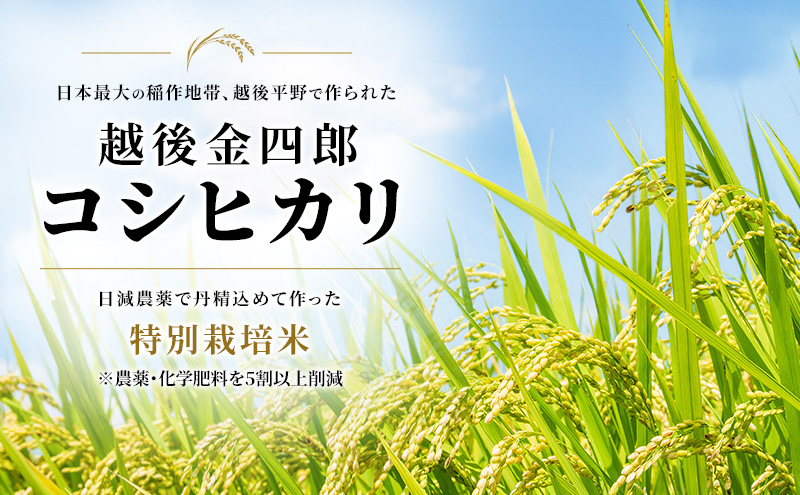 令和7年度米 新潟市産 越後金四郎コシヒカリ（特別栽培米）10kg