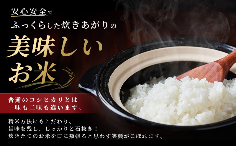 令和7年度米 新潟市産 越後金四郎コシヒカリ（特別栽培米）10kg