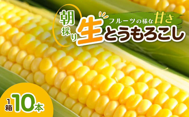 とうもろこし 10本/箱  朝採 トウモロコシ 野菜 スイートコーン 新潟